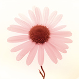Daisy I