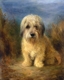 A Dandie Dinmont