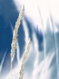 Blue Grass I