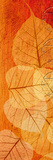 Falling Leaves II