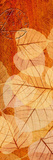 Falling Leaves I