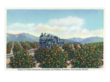 California - Santa Fe Train Passing Through Orange Groves