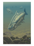 King Salmon Underwater