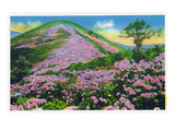 North Carolina - View of Purple Rhododendron in Bloom Near Blue Ridge Parkway