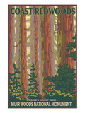 Muir Woods National Monument, California - Forest View