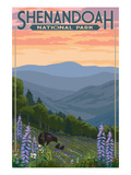 Shenandoah National Park, Virginia - Black Bear and Cubs Spring Flowers