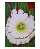 Cactus Flower