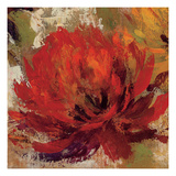 Fiery Dahlias II