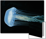 Buy Atlantic Sea Nettle (Chrysaora Quinquecirrha), Phylum Cnidaria, Class Scyphozoa, East Coast USA at AllPosters.com