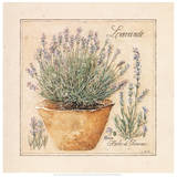 Herbes de Provence II