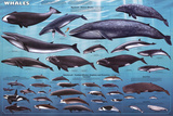 Whales Educational Poster