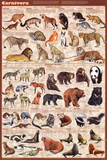Carnivora (13 families of meat-eaters) Educational Poster
