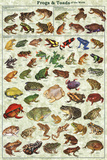 Frogs & Toads of the World Educational Poster