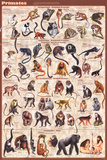 Primates Educational Poster