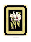 Orchids on Black II