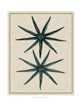 Coastal Starfish IV Giclee Print