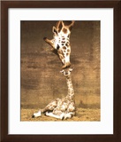 Giraffe, First Kiss