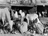 Calcutta Scene at the Peak of India's Famine in Late October 1943