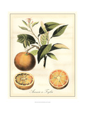 Tuscan Fruits III