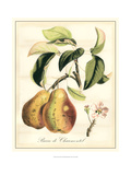 Tuscan Fruits IV Giclee Print