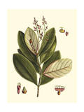 Buchoz Leaves IV Giclee Print