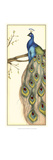 Rebecca's Peacock II