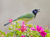 Green Jay Perched in Bougainvillea Flowers, Texas, USA