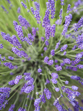 Lavender Plants, Washington, USA