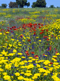 Blossom in a Field, Siena Province, Tuscany, Italy