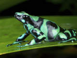 Green and Black Poison Dart Frog, Costa Rica