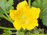 Courgette Plant in Flower, England