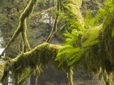 Ferns and Moss Growing on a Tree Limb, Silver Falls State Park, Oregon, USA