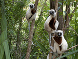 Coquerel's Sifakas, (Propithecus Coquereli), Madagascar