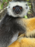 Diademed Sifaka (Propithecus Diadema), Adult, Andasibe-Mantadia National Park, Madagascar