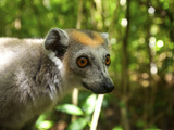 Crowned Lemur (Eulemur Coronatus), Ankarana National Park, Northern Madagascar