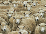 Mob of Sheep, Catlins, South Otago, South Island, New Zealand