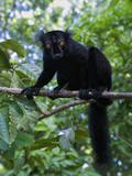 Black Lemur (Eulemur Macaco Macaco), Lokobe Nature Special Reserve, Nosy Be, Northern Madagascar