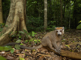 Crowned Lemur (Eulemur Coronatus), Ankarana National Park, Northern Madagascar