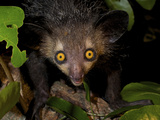 Aye-Aye, (Daubentonia Madagascariensis), Eastern Madagascar