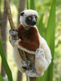 Coquerel's Sifakas, (Propithecus Coquereli), Madagascar