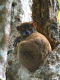 Eastern Woolly Lemur (Avahi Laniger), Madagascar