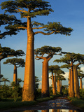 Baobab (Adansonia Grandidieri), Near Morondava, Madagascar