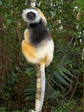 Diademed Sifaka (Propithecus Diadema), Adult, Andasibe-Mantadia National Park, Madagascar