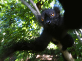 Black Lemur (Eulemur Macaco Macaco), Lokobe Nature Special Reserve, Nosy Be, Northern Madagascar