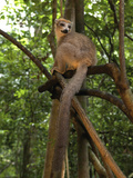 Crowned Lemur (Eulemur Coronatus), Ankarana National Park, Northern Madagascar