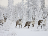 Caribou, Finger Mountain, Alaska, USA Photographic Print
