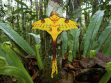 Comet Moth (Argema Mittrei), Madagascar Comet Moth (Argema Mittrei), Madagascar
