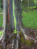Eucalyptus Tree Bark, Kauai, Hawaii, USA