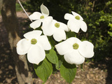 Dogwood in Bloom, George Washington's Estate, Washington DC, USA, District of Columbia