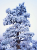 Sierra Nevada Mountains, California, USA
